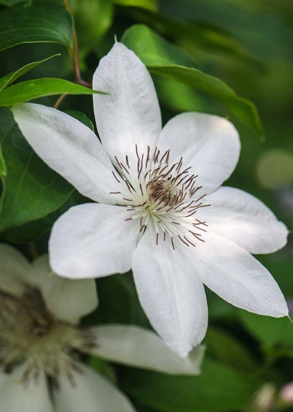 How To Grow & Plant Clematis Vines • The Garden Glove