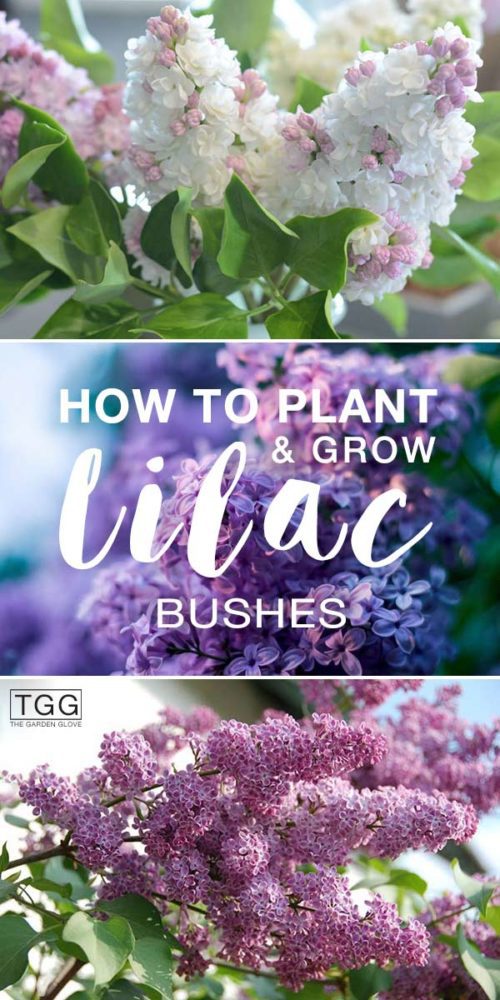 Planting Lilac Bushes & How To Grow Them • The Garden Glove