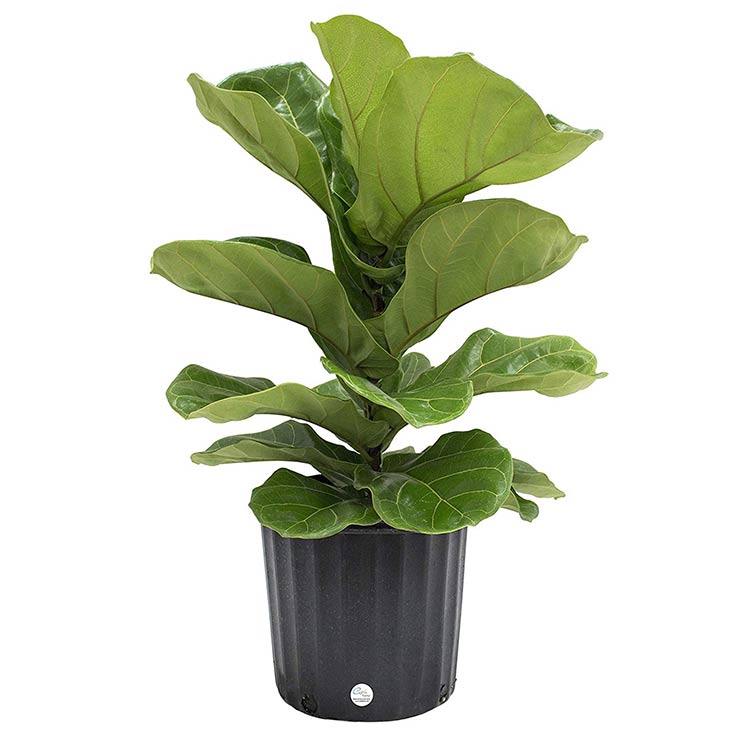 Fiddle Leaf Fig - Caring For This Trendy Houseplant • The Garden Glove