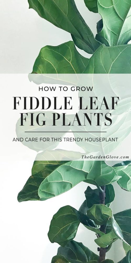 Fiddle Leaf Fig - Caring For This Trendy Houseplant • The Garden Glove