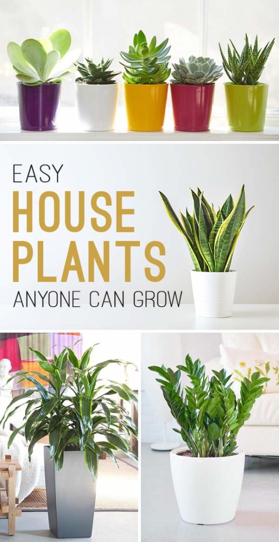 Easy House Plants Anyone Can Grow! • The Garden Glove