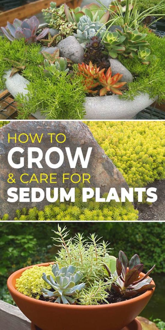 Sedum plant