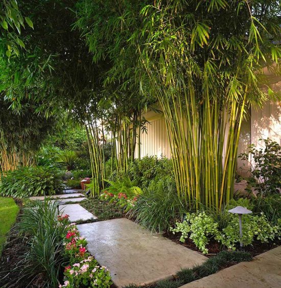 Modernize Your Garden - How to Grow Bamboo