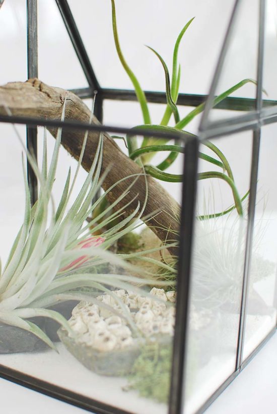 How to Make an Air Plant Terrarium to Display Your Plant Pets