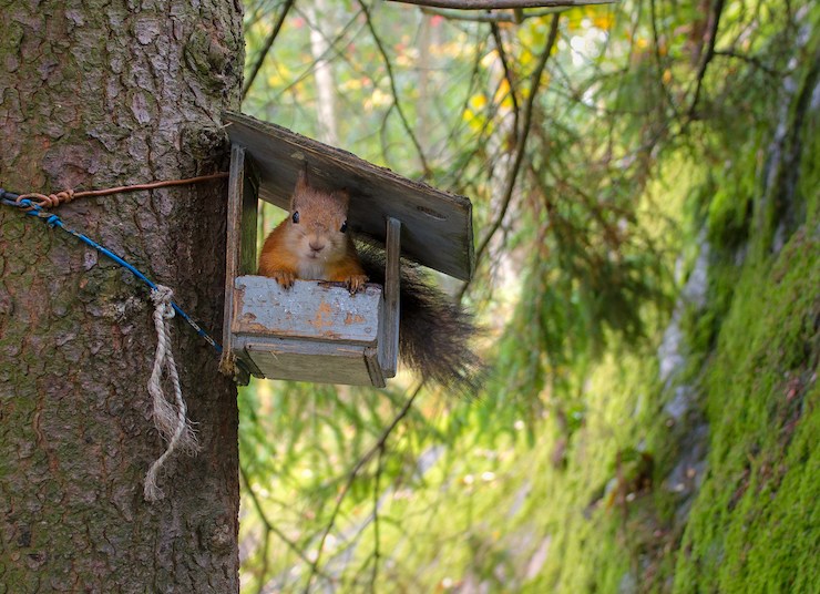 squirrel inside of a bird feeder attached to a tree