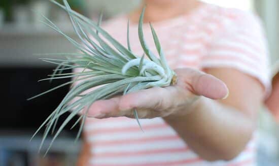 How To Water & Care For Air Plants