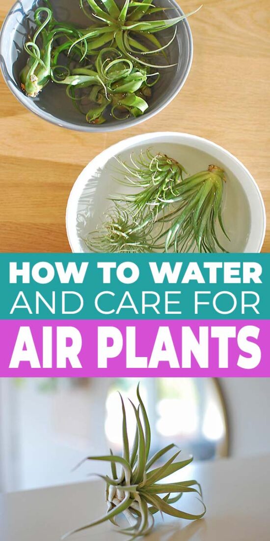 How To Water & Care For Air Plants • The Garden Glove