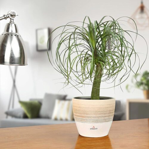 download best low light indoor plants