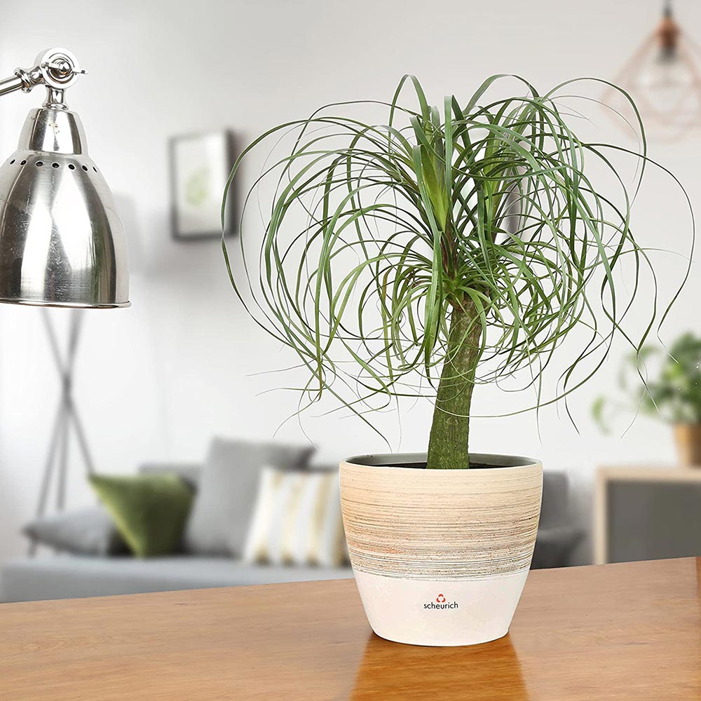 free download indoor plants for low light