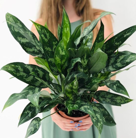 10 Best Low Light Indoor Plants to Grow