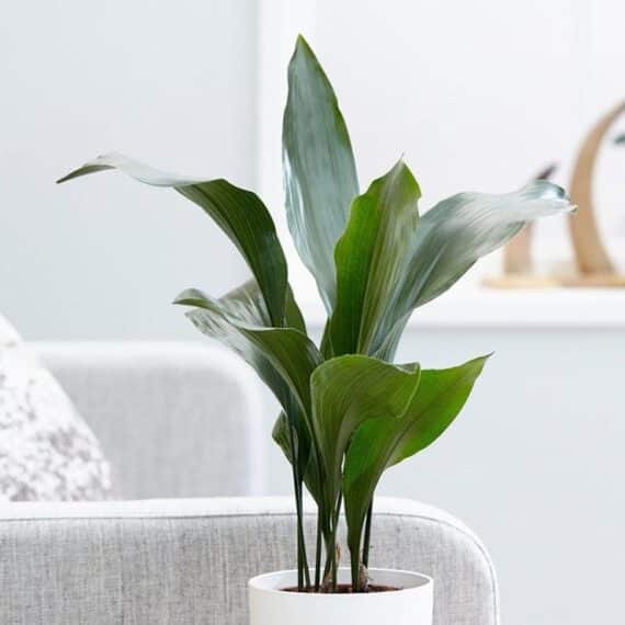 free download best low light indoor plants