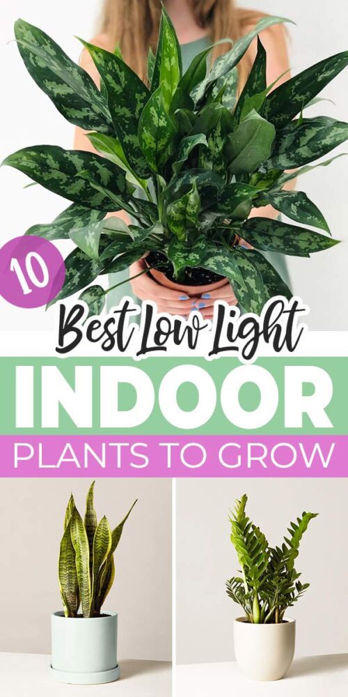 10 Best Low Light Indoor Plants to Grow • The Garden Glove