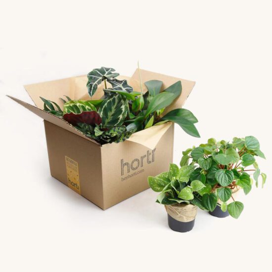 10 Must Have Plant Subscription Boxes