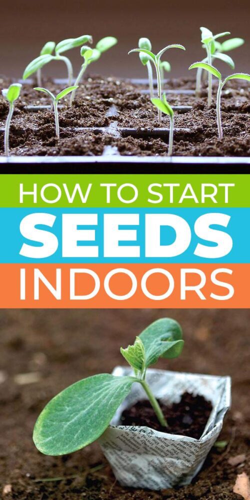 Growing Seeds Indoors is Easy! • The Garden Glove