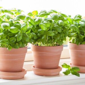 Growing Basil (Indoors & Out!)