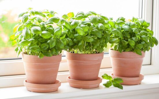 Growing Basil (Indoors & Out!)