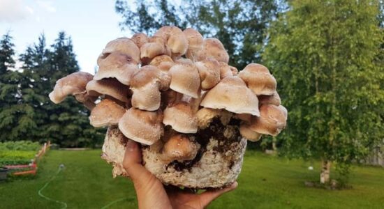 How to Grow Mushrooms