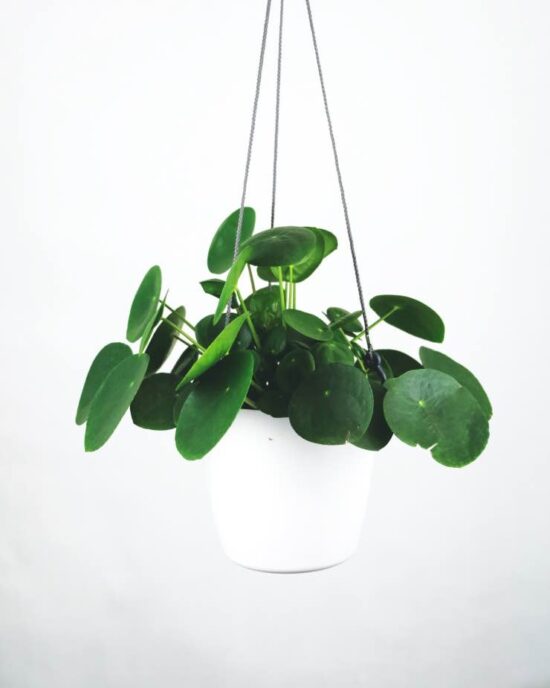 Pilea : Chinese Money Plant Care & Propagation