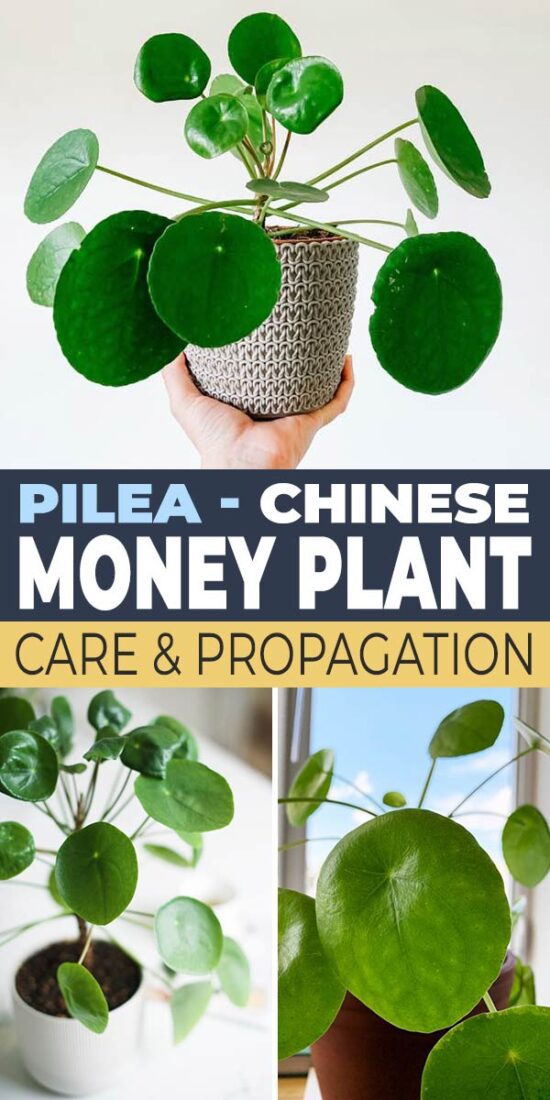 Pilea : Chinese Money Plant Care & Propagation • The Garden Glove