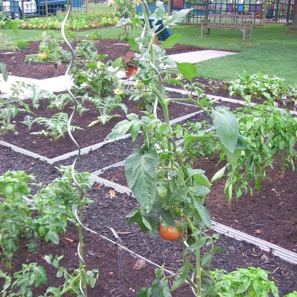 Easy DIY Tomato Cage & Trellis Ideas: How to Make Them! • The Garden Glove