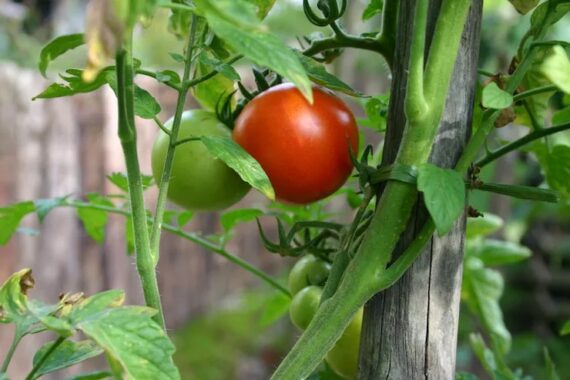 close up of a tomato plant growing on a stake - with one ripe tomato and one unrip 