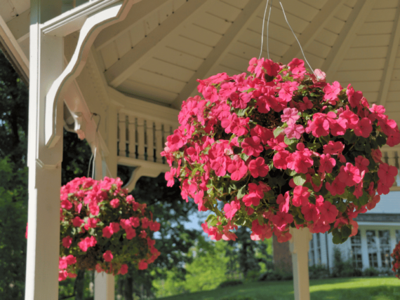 bright coral pink impatiens in hanging baskets