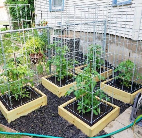 Easy DIY Tomato Cage & Trellis Ideas