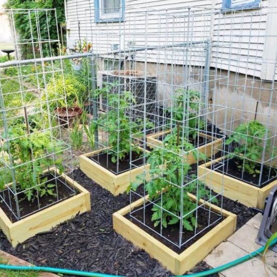 Easy DIY Tomato Cage & Trellis Ideas