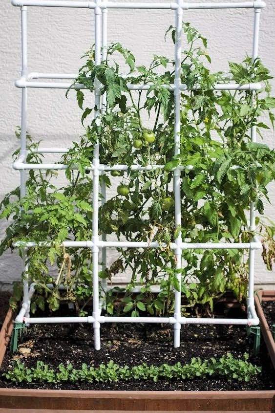 Easy DIY Tomato Cage & Trellis Ideas • The Garden Glove