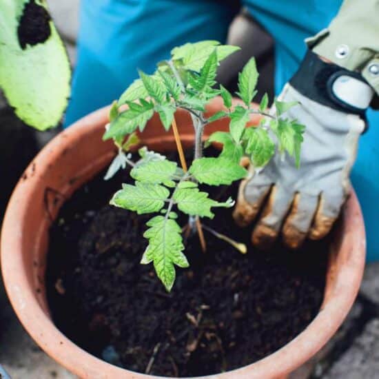 The Garden Glove