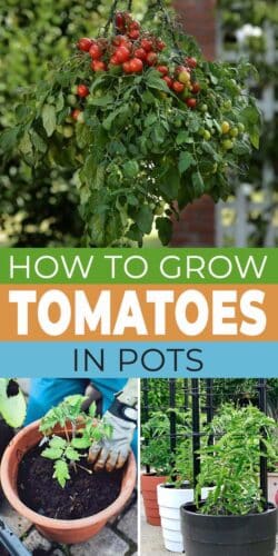 Growing Tomatoes In Pots - Easy, Healthy & Delicious! • The Garden Glove