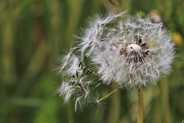 dandelion spreading seeds