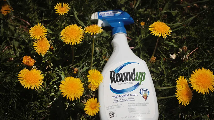 roundup in patch of dandelions