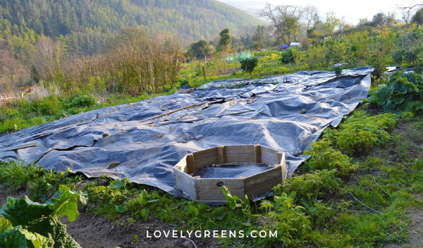 plastic tarp weed suppressant in garden 