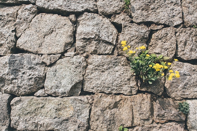 weeds growing between bricks