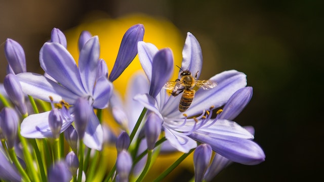 honeybee pollinating flowers