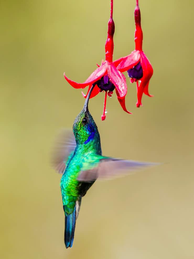 DIY Hummingbird Feeders, Nectar, Plants and Even Swings! • The Garden Glove