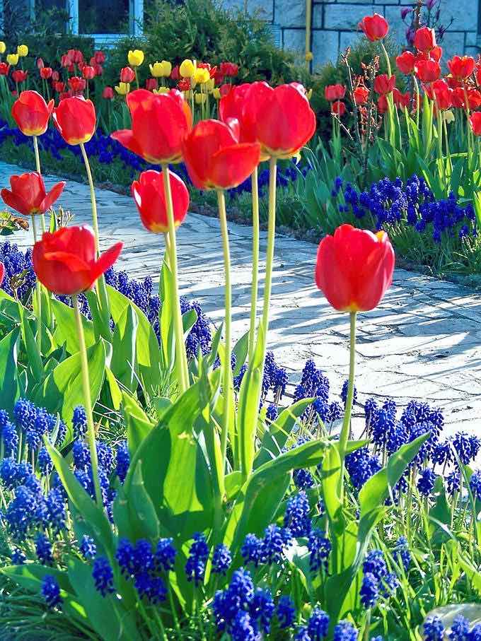 spring bulb garden layout example with red and yellow tulips and grape hyacinths