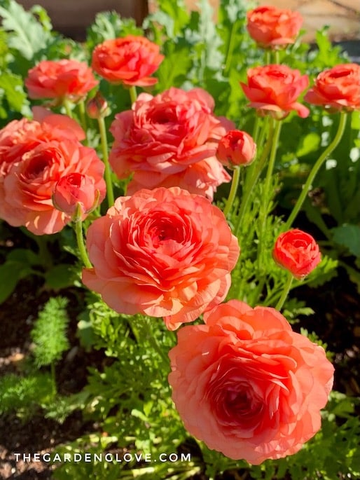 fall planted ranunculus bulbs or corms