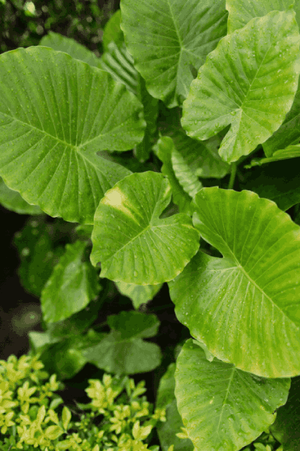 elephant ear summer bulb example