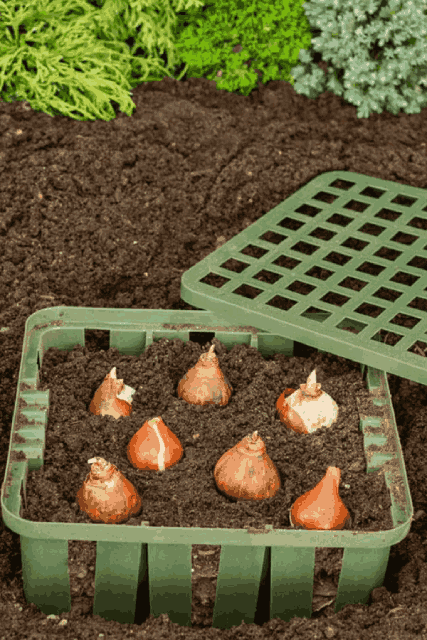 protect tulip bulbs by using bulb baskets