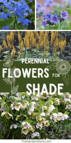 Perennial Flowers for Shade that Bloom all Season Long • The Garden Glove