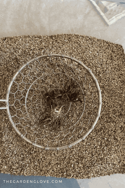 ranunculus corms stored in vermiculite being sifted out with a strainer