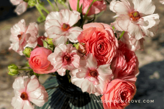 peach coral and butterfly ranunculus in vase