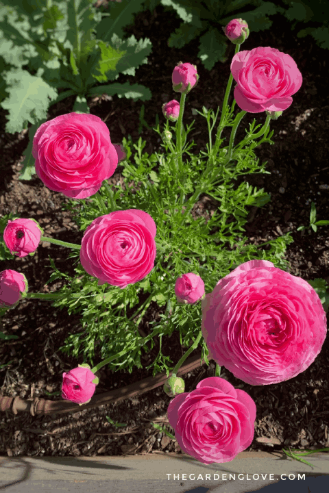 Ranunculus – Plantgem