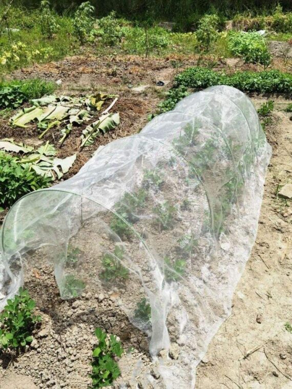 garden hoops holding cover over row of plants