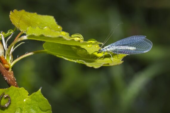 green lacewing beneficial insect helpful for gardening on a budget