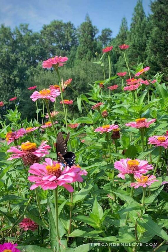 butterfly landing on zinnias in garden