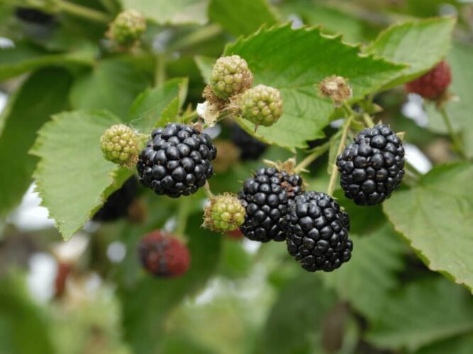 Edible Landscaping: Incorporate Food-Producing Plants into Your Yard ...