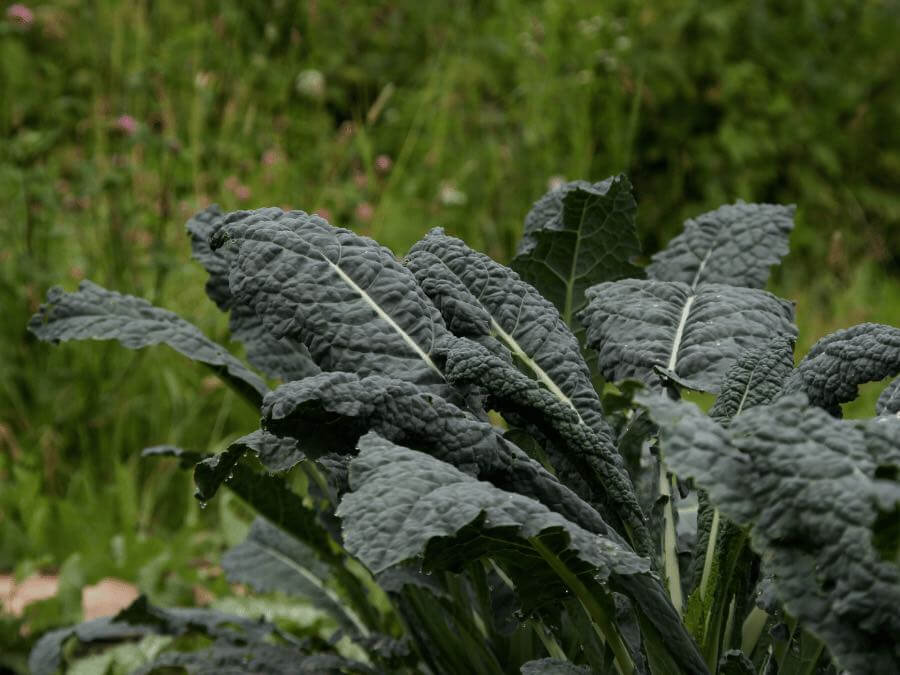 tuscan kale in garden